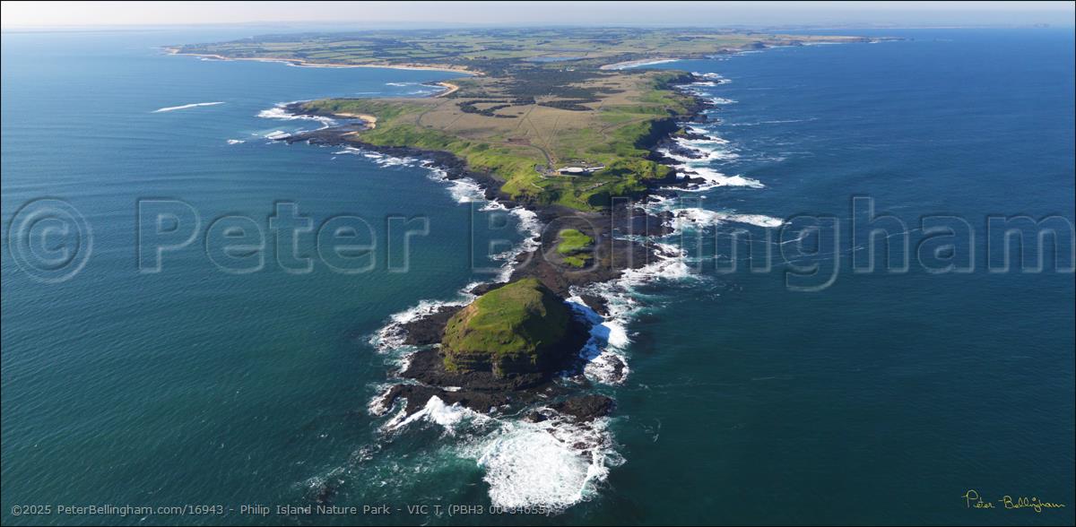 Peter Bellingham Photography Philip Island Nature Park - VIC T (PBH3 00 34655)
